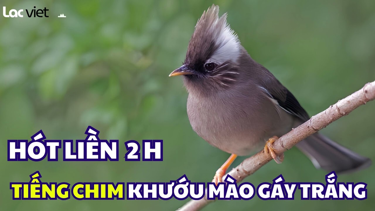 Tiếng Chim Khướu Mào Gáy Trắng Gọi Bầy  Stripe throated Yuhina Sound | Parayuhina diademata Sound
