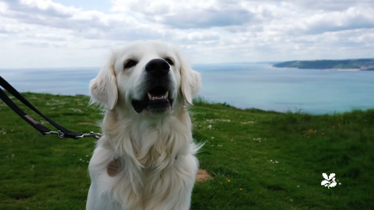 National Trust's Golden Cap on the Jurassic Coast