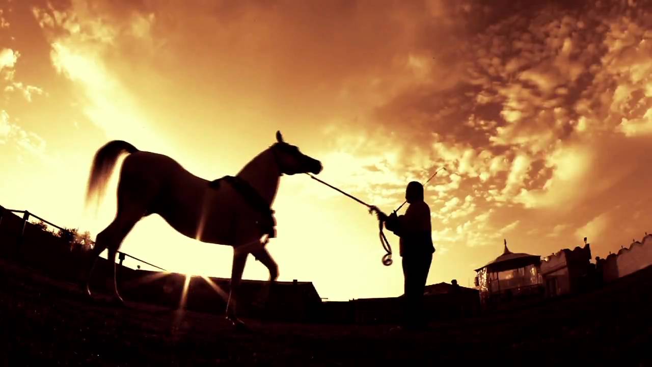 Momtaz Ezzain - Straight Egyptian Arabian Stallion