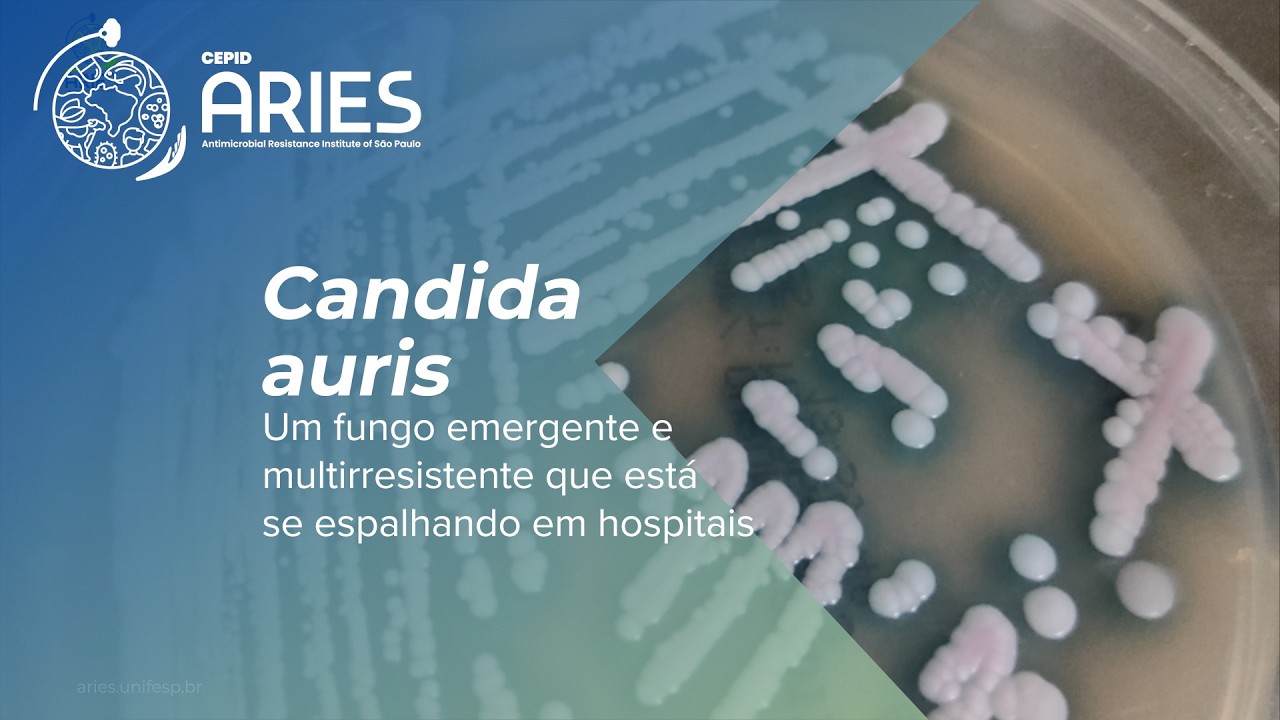 Candida auris: um fungo emergente e multirresistente que está se espalhando em hospitais
