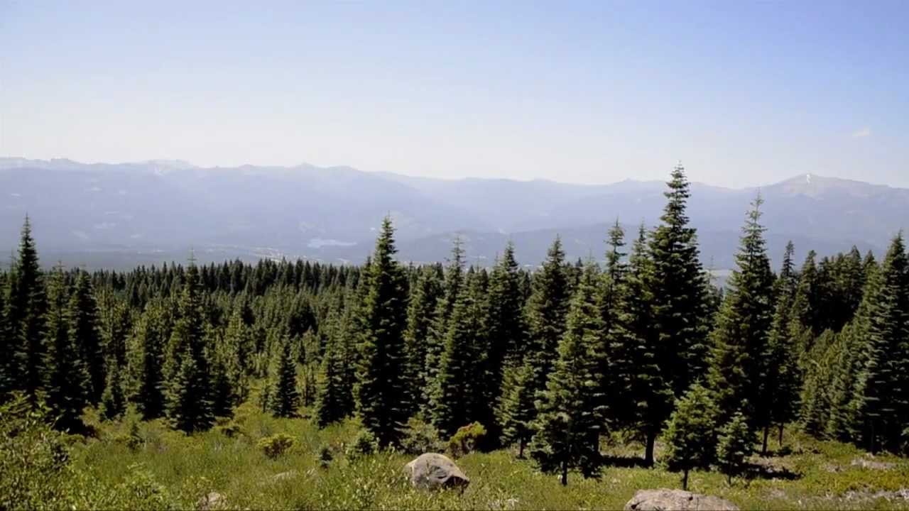 Oregon Conifers