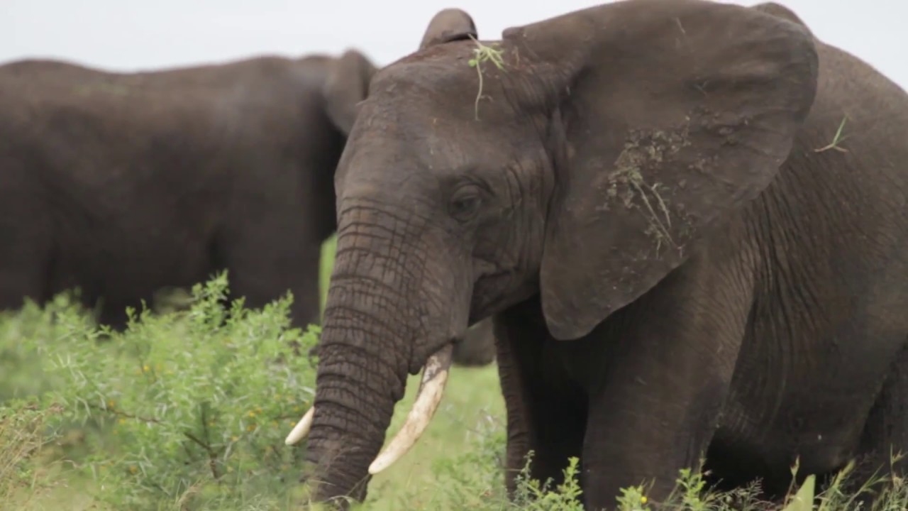 Elephant facts you should know |  Learn about wildlife with EcoTraining
