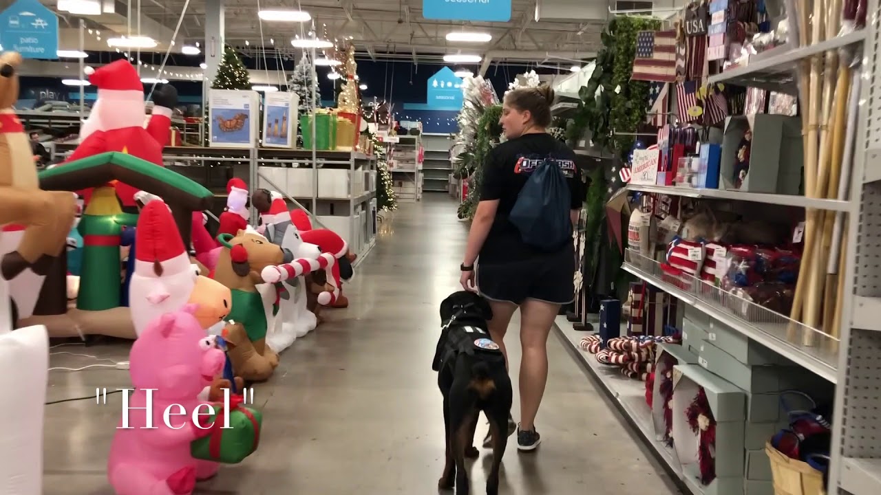 2yo Rottweiler Booter - Best Arizona Dog Trainers