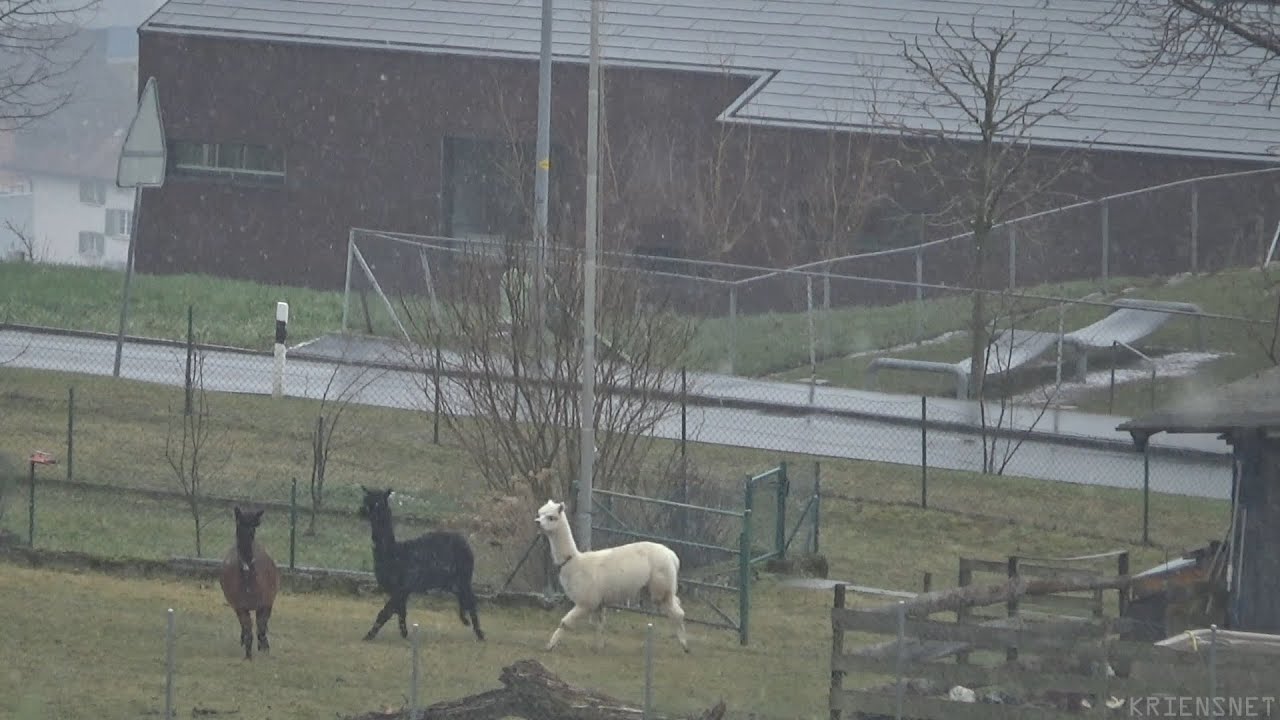 Sirenentest Schweiz 2019.02.07, Kriens, Cam 2 - Alpakas Reaktion