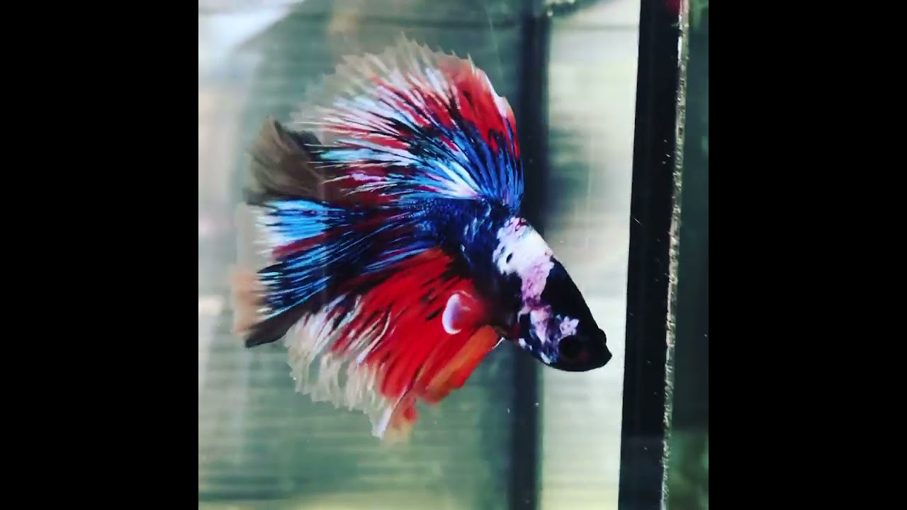 betta royal thailand