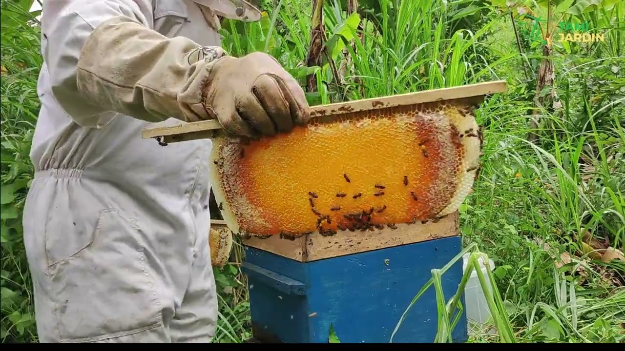 Récolter plus de 15 kg de miel dans une ruche c'est possible