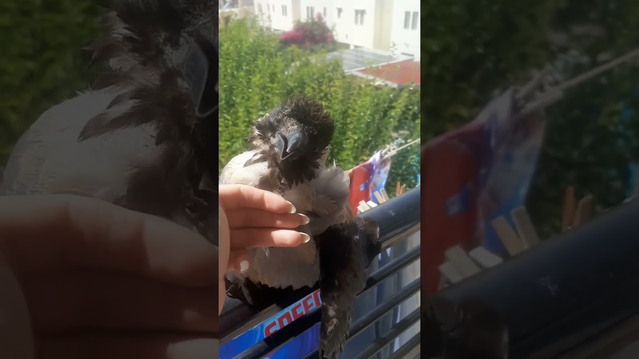 ο κορακίδης μου είναι πολύ χαδιάρης❤🦅