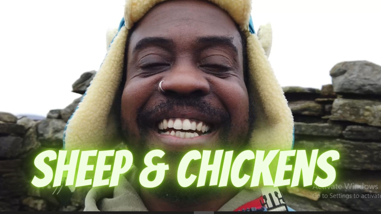 The ultimate chicken run: Upcycled, Planted and storm ready... oh and some sheep