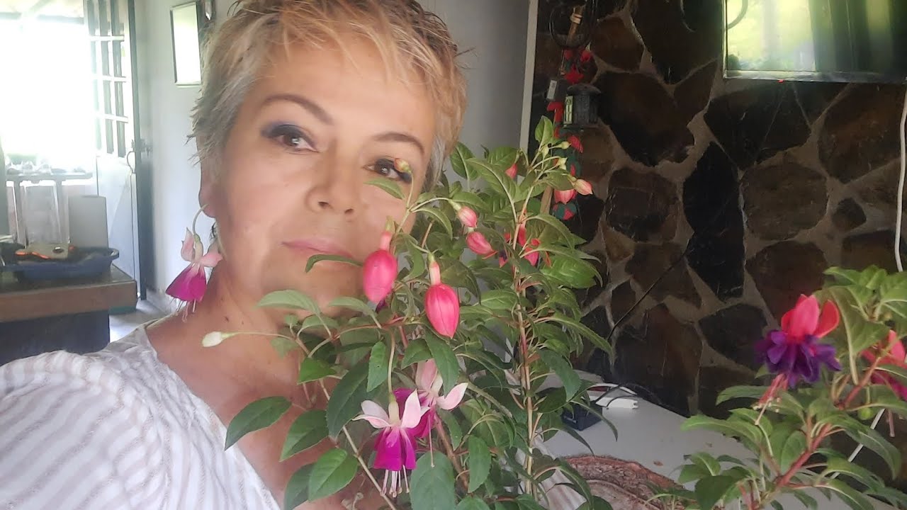 fucsia caracteristicas ,origen,cuidados,beneficios,como arreglar sustrato suelto ,como reproducir..