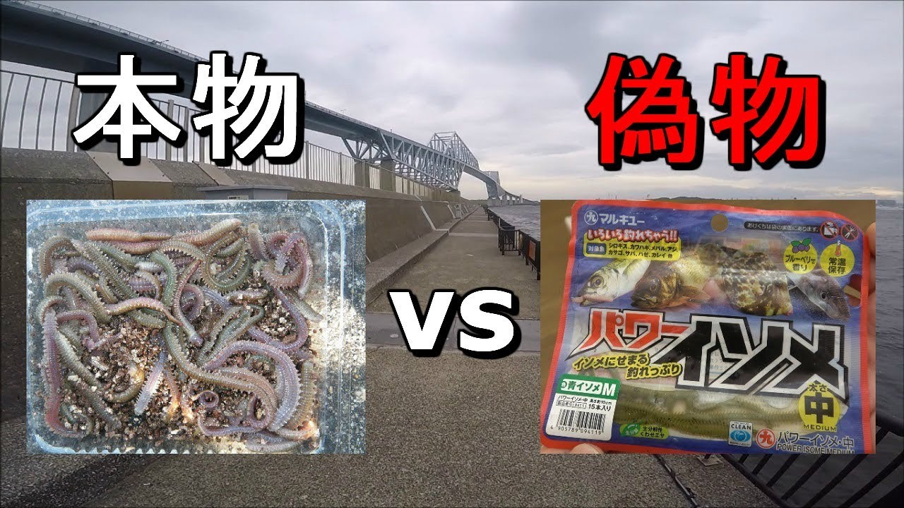 【若洲海浜公園】アオイソメとパワーイソメ、どちらが釣れるのか？検証してみたら…【2018.07.05】