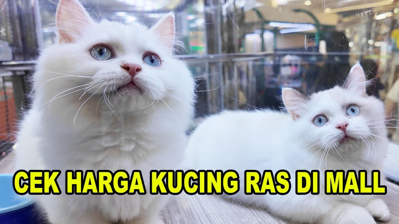 Cek Harga Kucing Mall Jakarta Utara - Emporium Pluit Mall