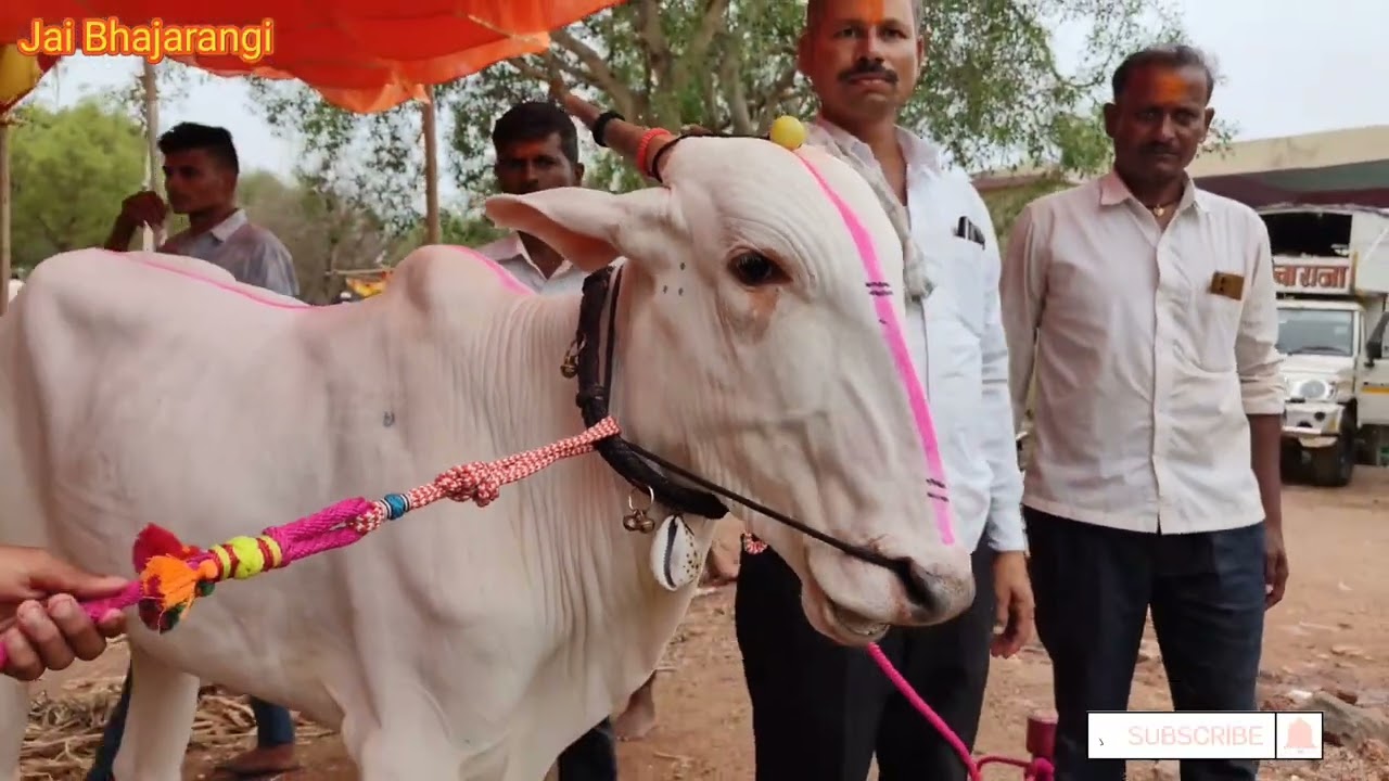 khilari bail|Khilari bull|khilari bull market #cattles #khilari #bulls#bullsmarket &lrm;@SHETIGURUJI&nbsp;