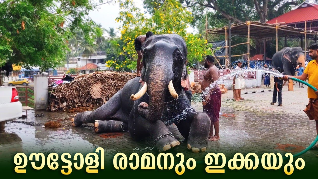ഊട്ടോളി രാമനും ഇക്കയും ഒരു ചെറിയ നീരാട്ടിൽ 😍 | Uttoly Raman's Bath | Uttoly Raman Latest