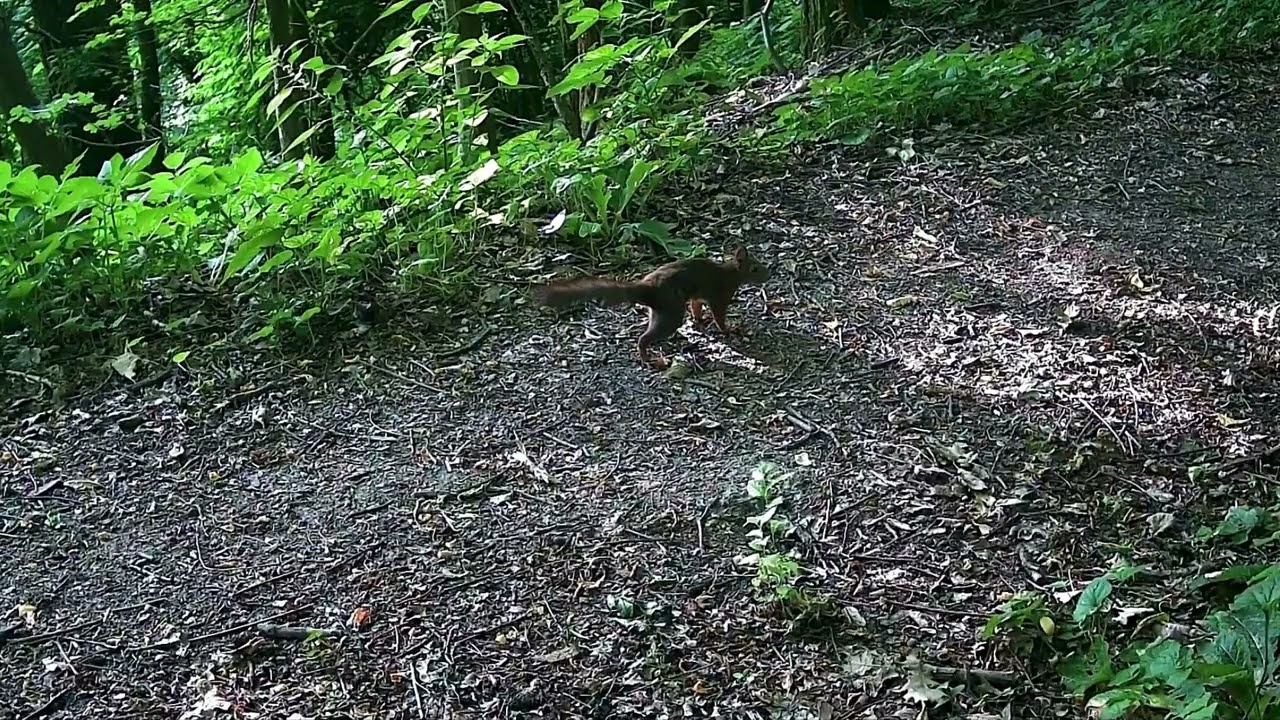 Fauna In Val D'Enza: Lo Scoiattolo