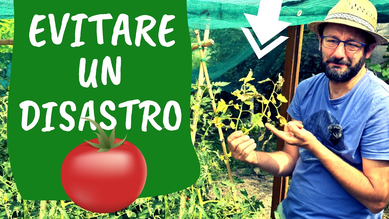 Rimedi per la PERONOSPORA dei POMODORI 🍅