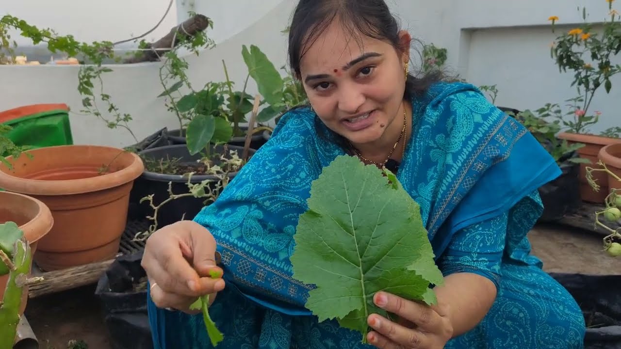 Vegetables harvesting in my terrace garden today... cherry tomatoes brinjals mirchi leafy vegetables