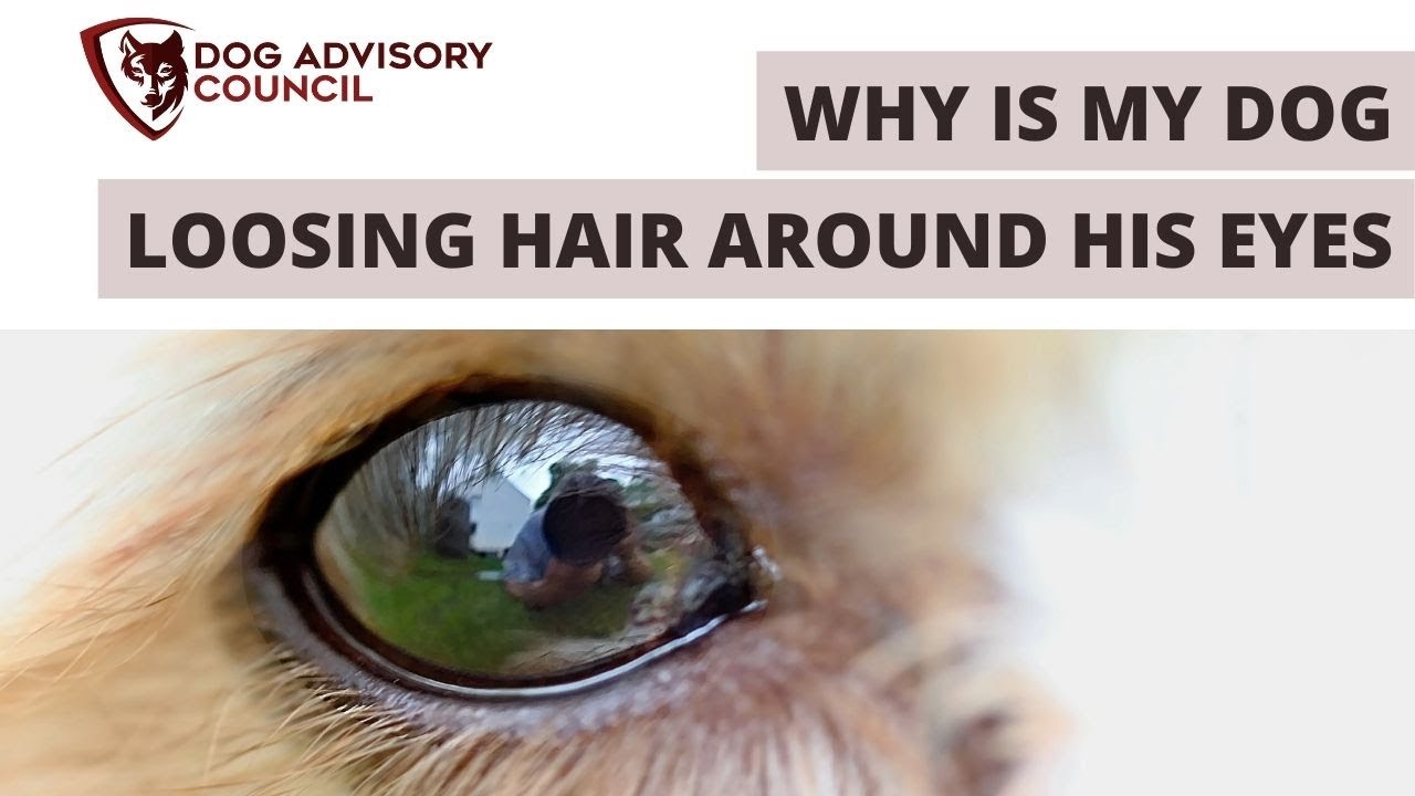 Why is My Dog is Losing Hair Around His Eyes?