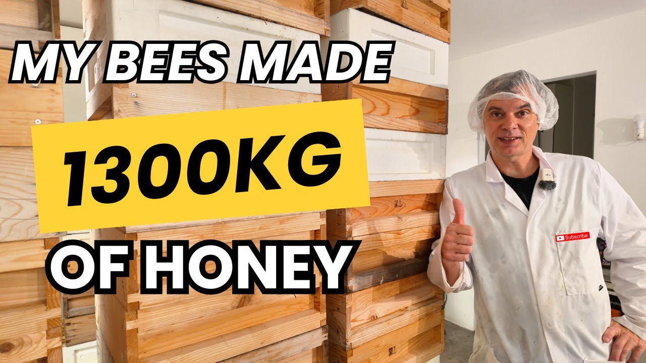 Harvesting and extracting my Summer honey crop