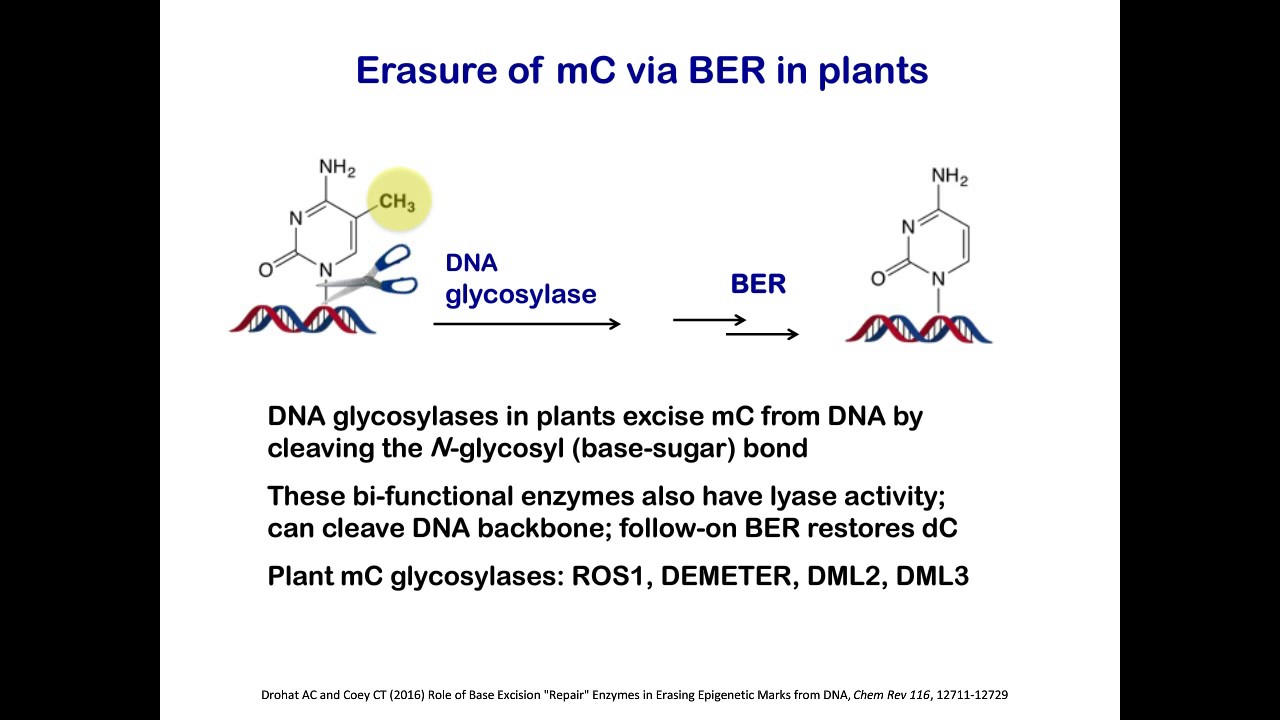 Erasing Epigenetic Marks: Eternal Sunshine of the Spotless Epigenome