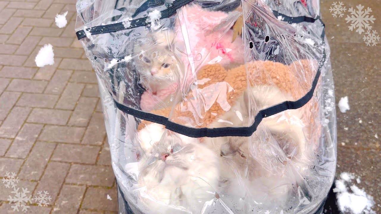 【猫❄︎𓃠初雪見】ビニールハウス仕立て🌨️❄︎テロップ無し♪  #ragdoll    #munchkin   #cats  