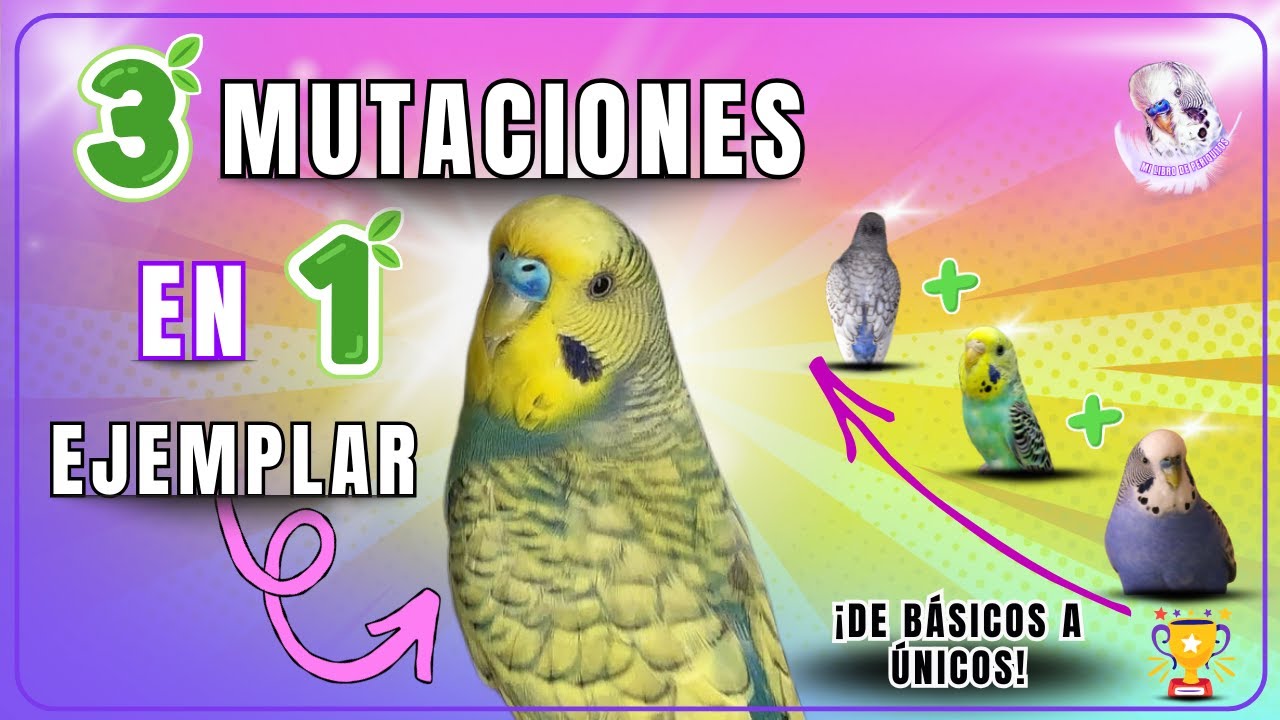 Proyecto fácil: cómo obtener periquitos Violetas Perlados Golden Face 🐦✨ | Guía paso a paso