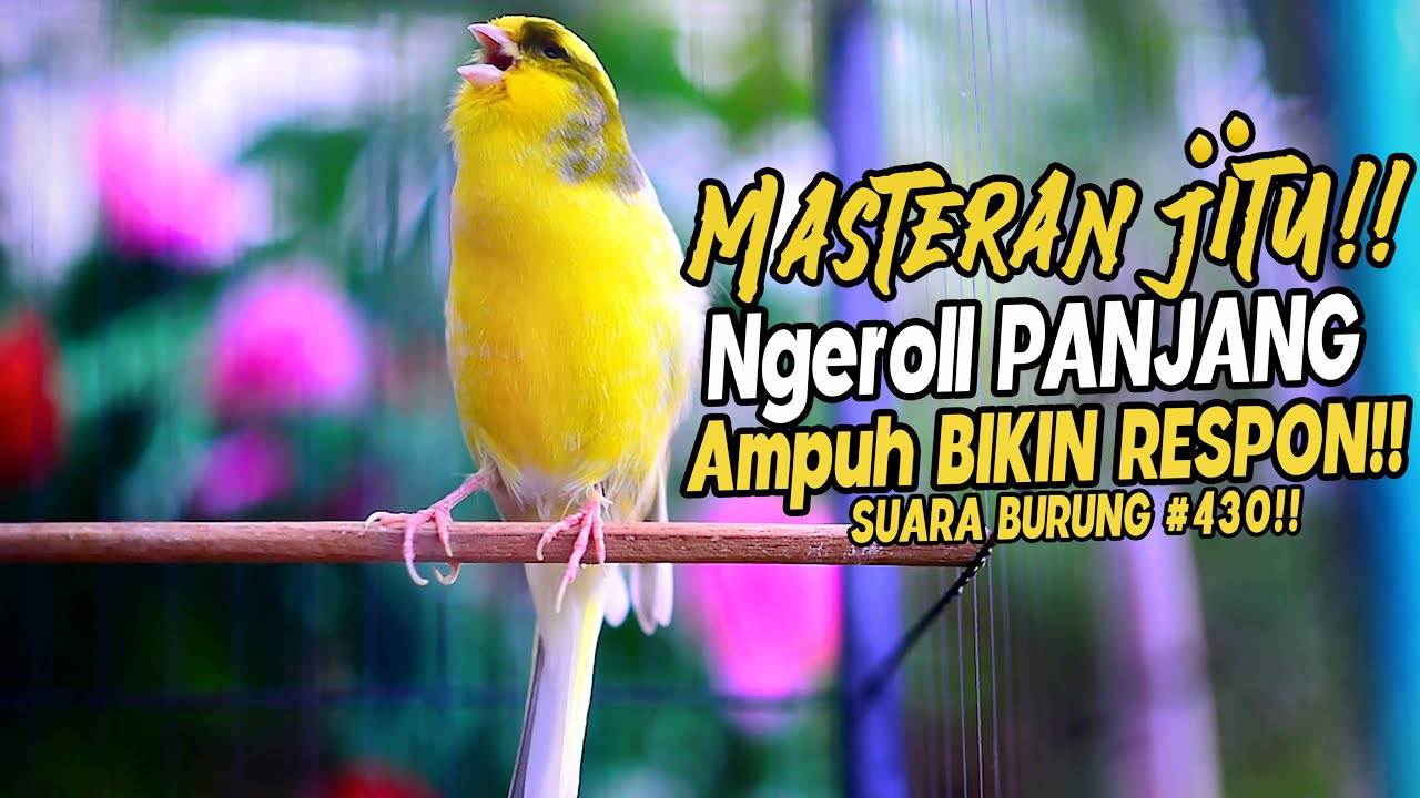 SUARA BURUNG |430| Kenari GACOR PANJANG INI Cocok untuk Masteran KENARI PAUD dan Kenari Macet BUNYI