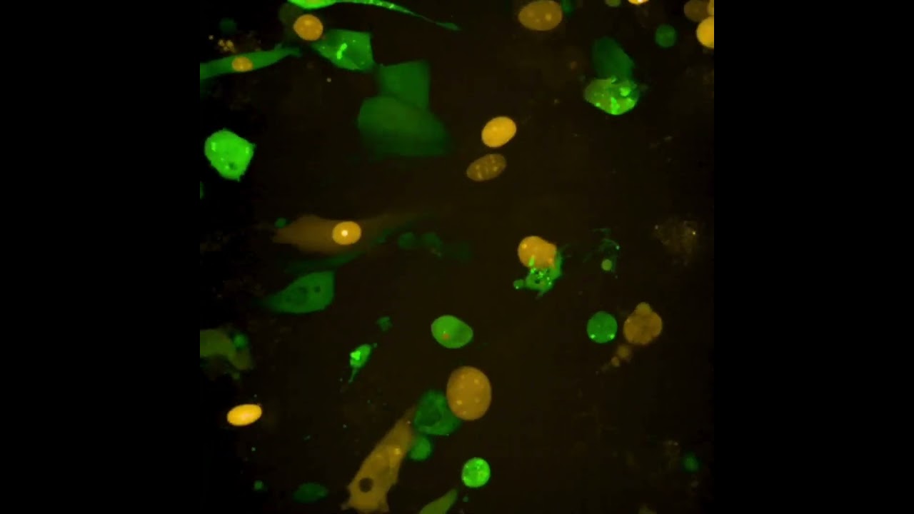 p53 bisensor being activated following DNA damage