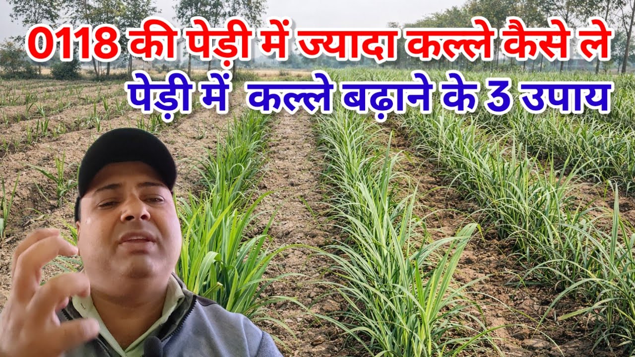 0118 की पेड़ी में ज्यादा कल्ले बढ़ाने के 3 उपाय। Pedi gannne me jyada kalle kaise badhaye। 