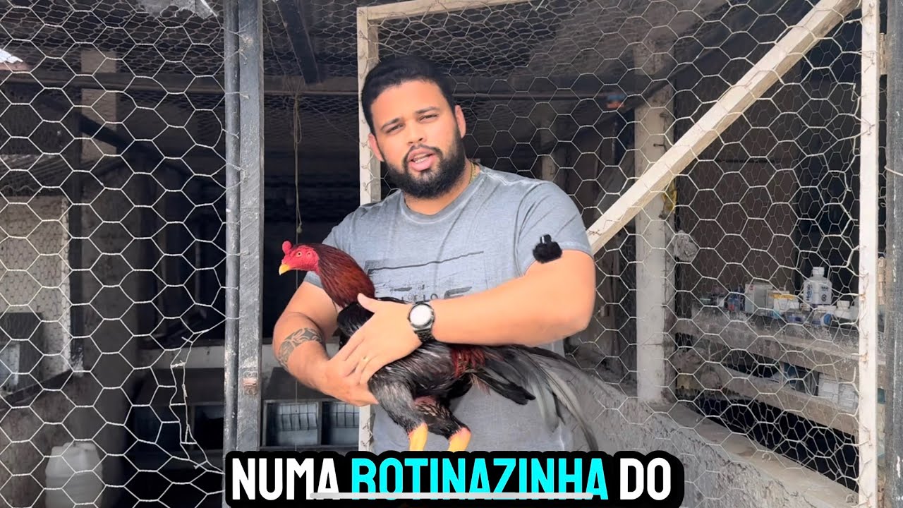 Cuidado do Galo Mura - Manejo e Reprodução (CRUZA)