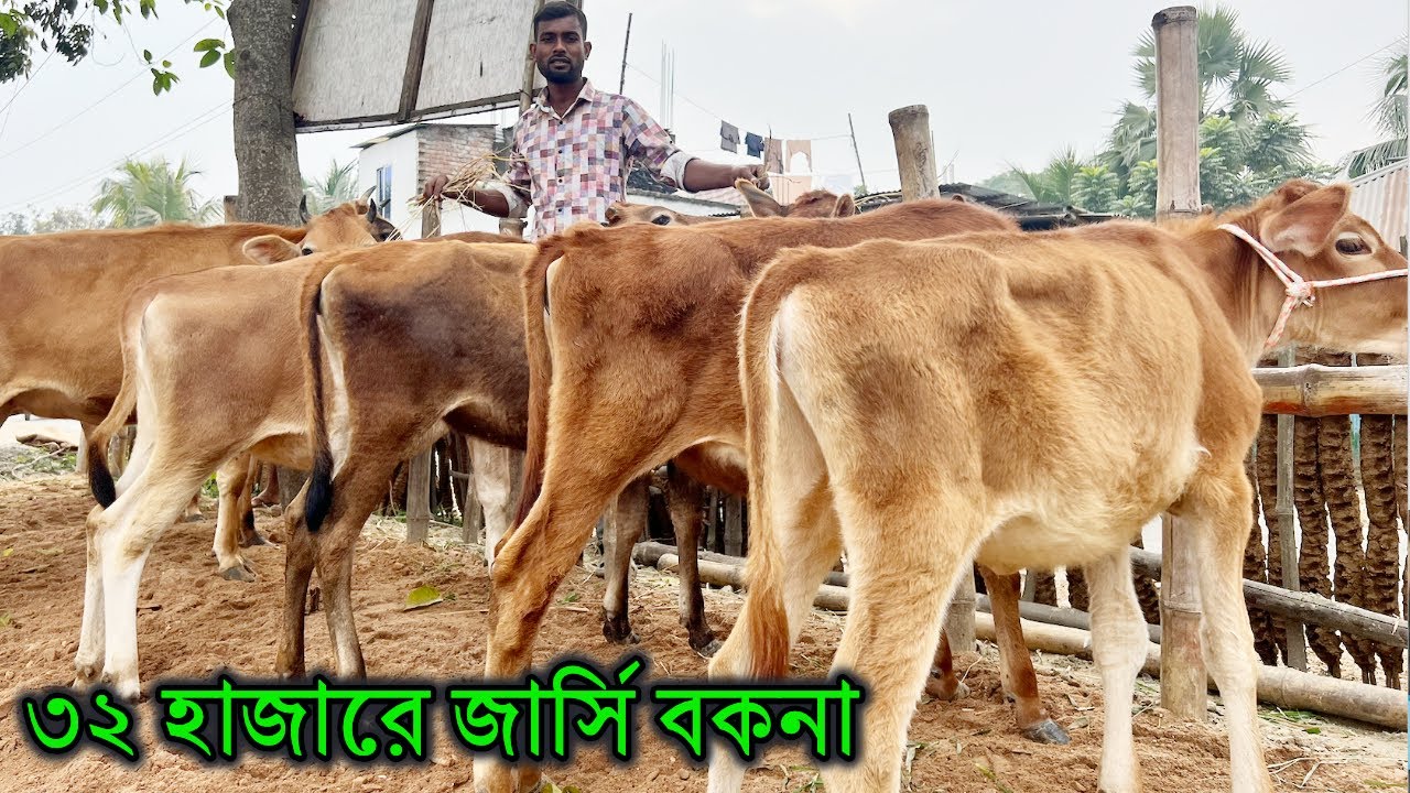 ৩২ হাজারে জার্সি বকনা! বকনা থেকে রেডি ও প্রেগন্যান্ট জার্সি গরু পাবেন এখানে