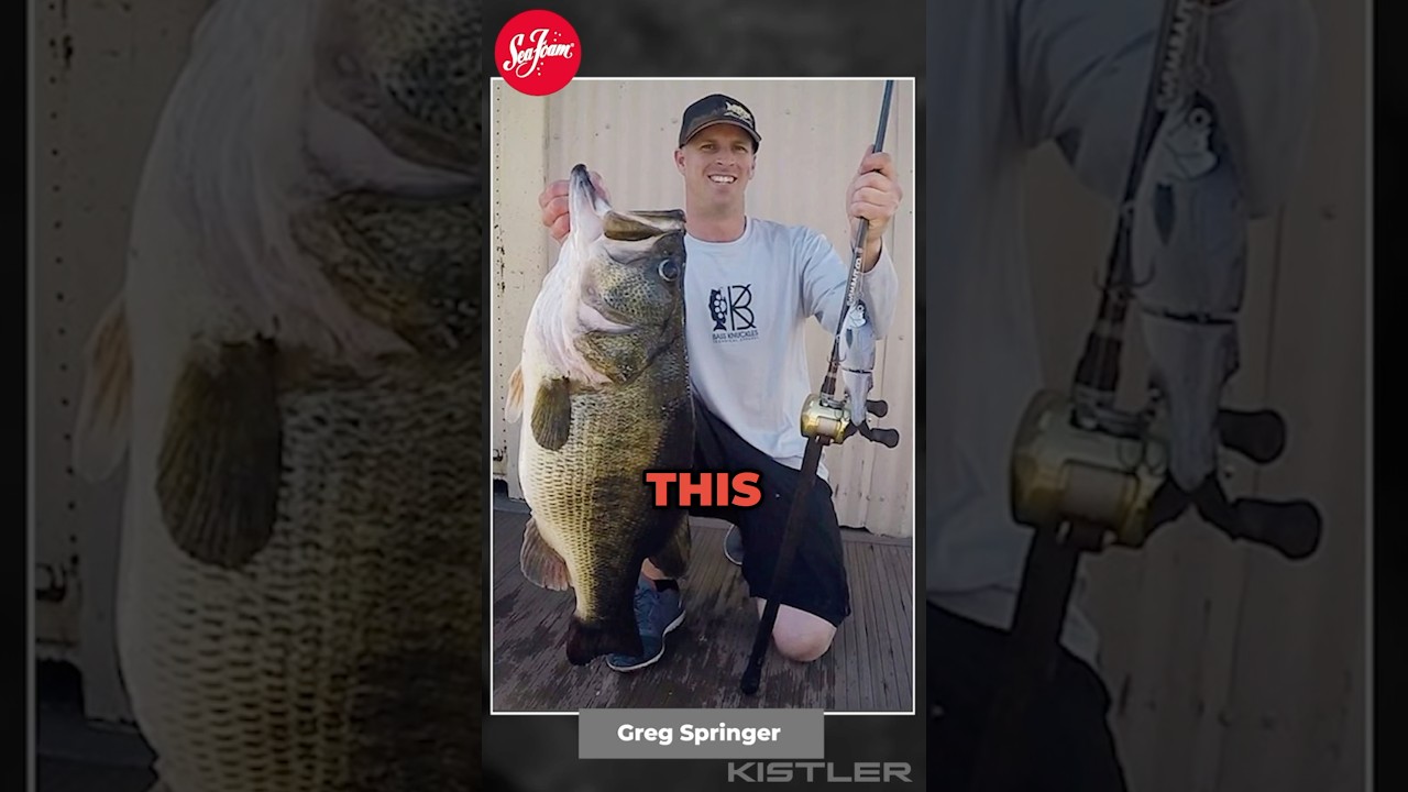 Are HUGE CALIFORNIA BASS BACK?!? #Bass #fishing #bassfishing #shorts
