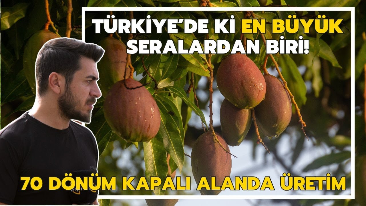 Türkiye’de Ki En Büyük Seralardan Biri: 70 Dönüm Kapalı Alanda Üretim! / Mango Meyvesi Üretimi