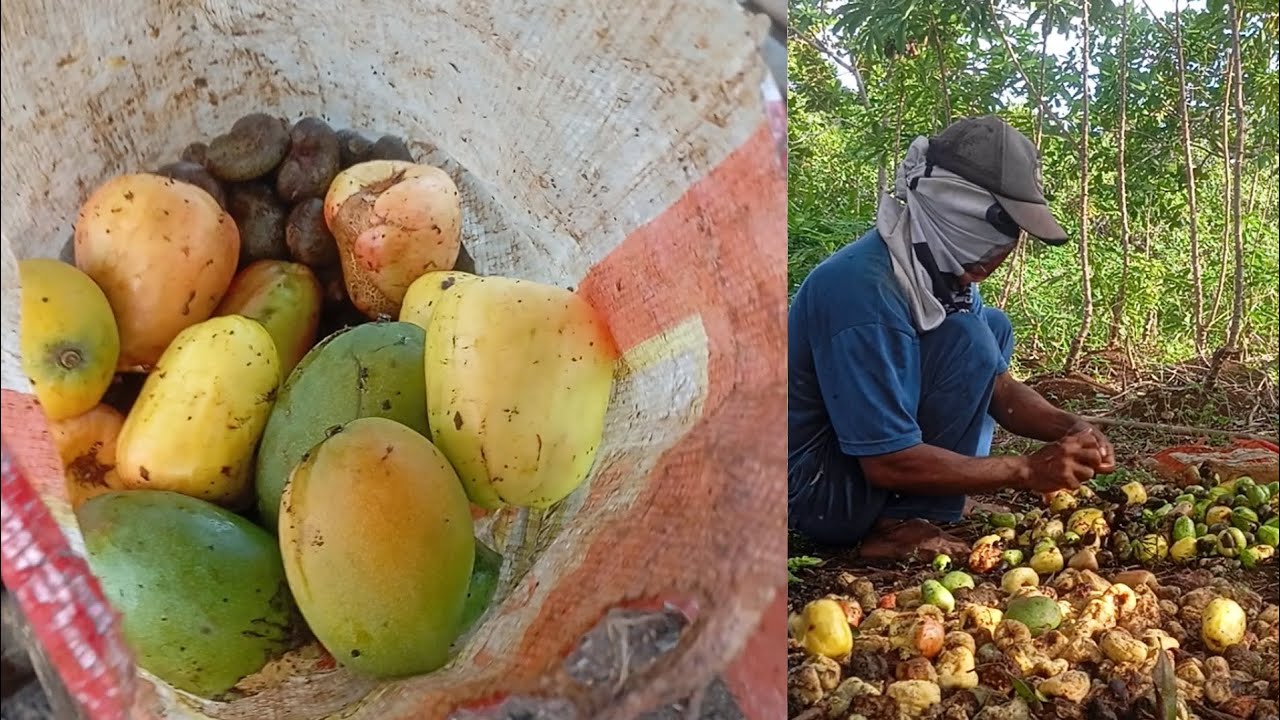 Panen Mete Melimpah! Proses Memilah Buah Mete di Kebun, pungut buah mangga yang jatuh ke tanah