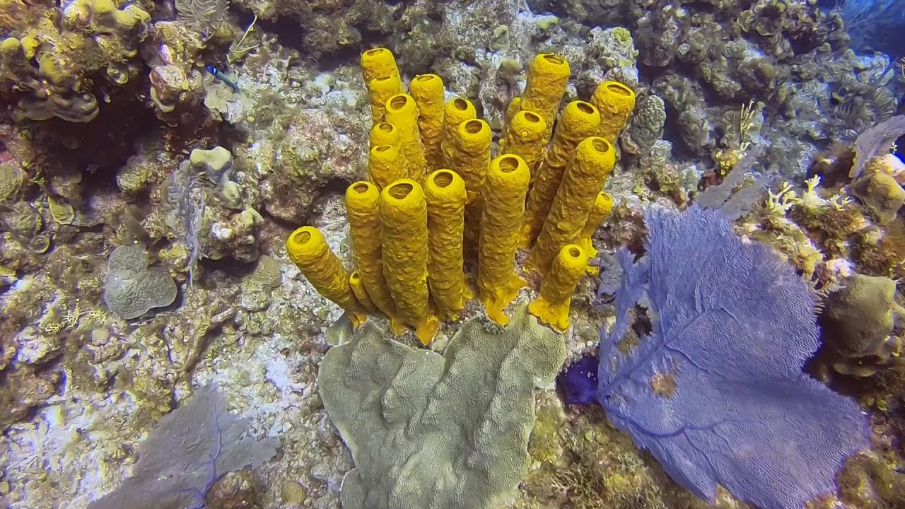 Grand Cayman Dive