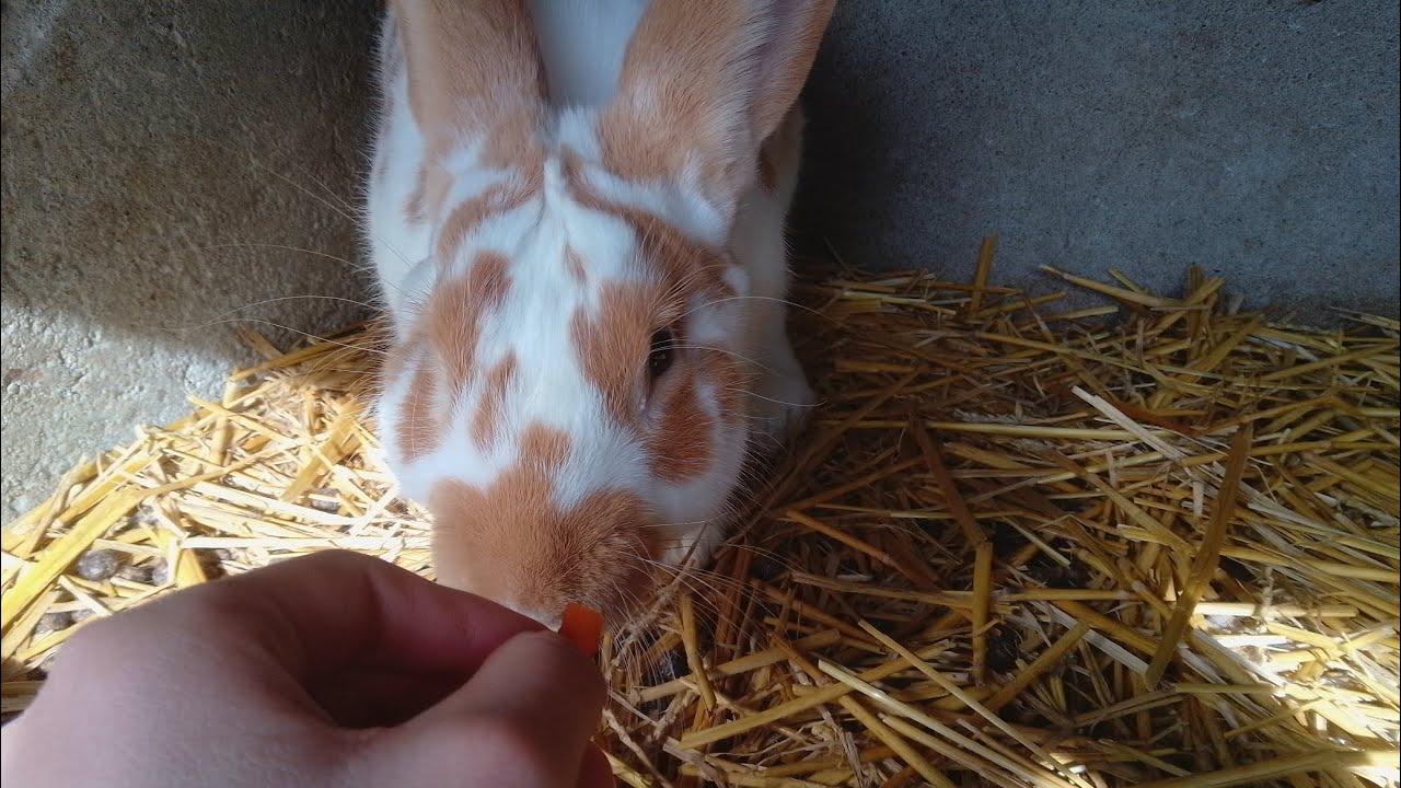 Caramel aime les carottes 🥕 ?