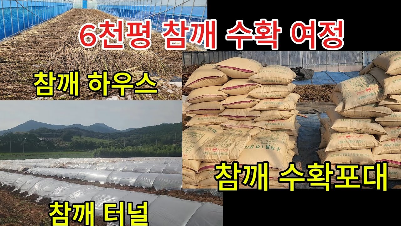 25년 햇 참깨 수확 여정 ( 참깨 베기, 참깨 말리기, 참깨 털기 .. 아직도 일이 남았어요ㅠ)