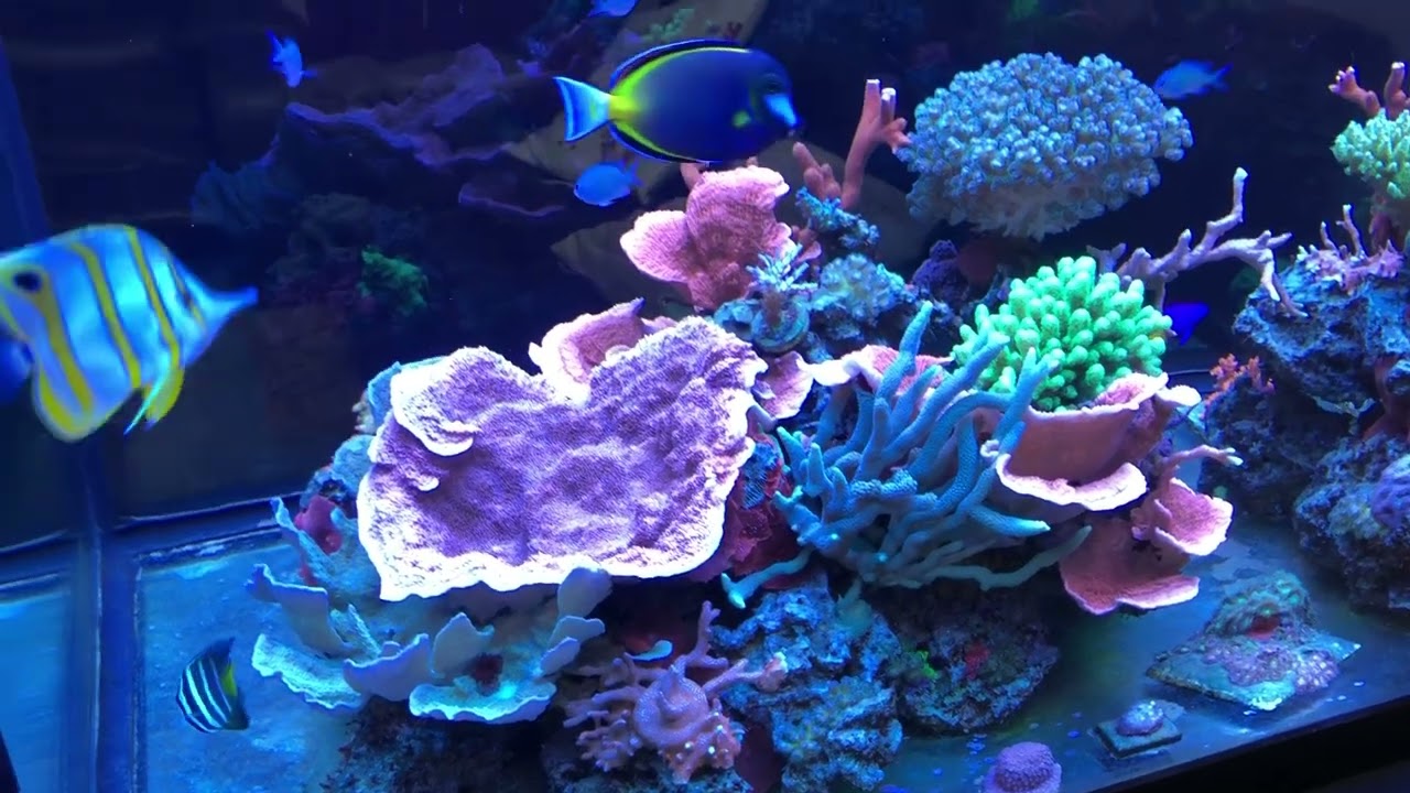 Sustrato si o no en el acuario marino