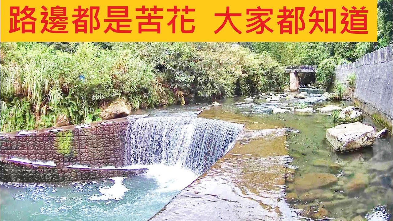 這裡路邊都是苦花 大家都知道 @釣苦花沒有想像中容易 斷竿也要繼續拚