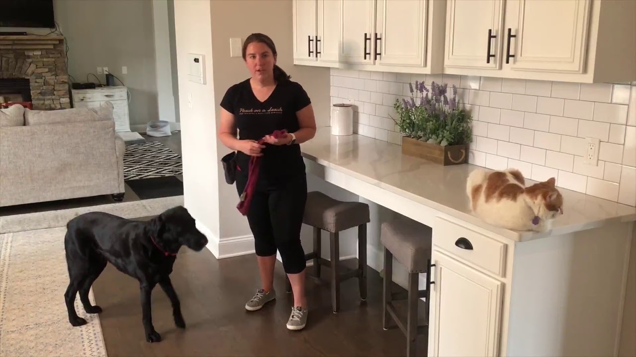 Teach Your Dog to Pull Open a Door