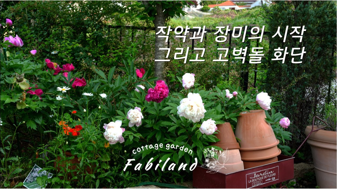 작약과 장미 개화가 시작된 예쁜 정원 | 고벽돌 화단 만들기 | 5도 2촌 가드닝