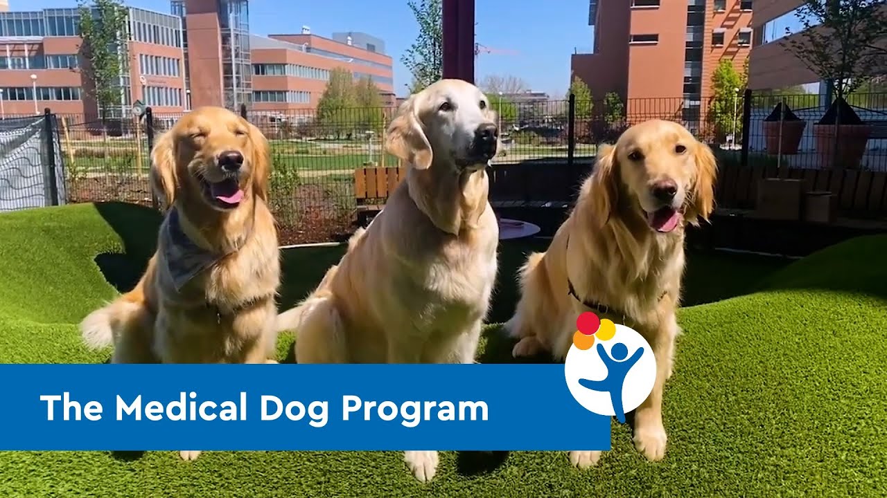 Ralph, MD, and the Medical Dog Program at Children's Hospital Colorado: A 