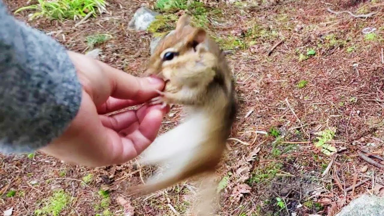 점프하는 다람쥐 월리 집 찾기Finding The House Of Chipmunk Wally Who Loves To Jump