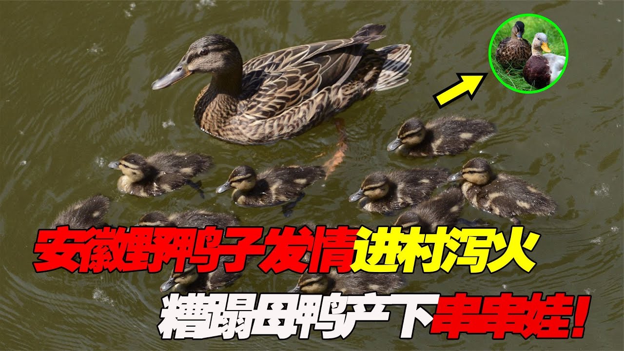 安徽野鸭子发情进村找母鸭泻火，交配一夜下13颗怪蛋，专家：没收