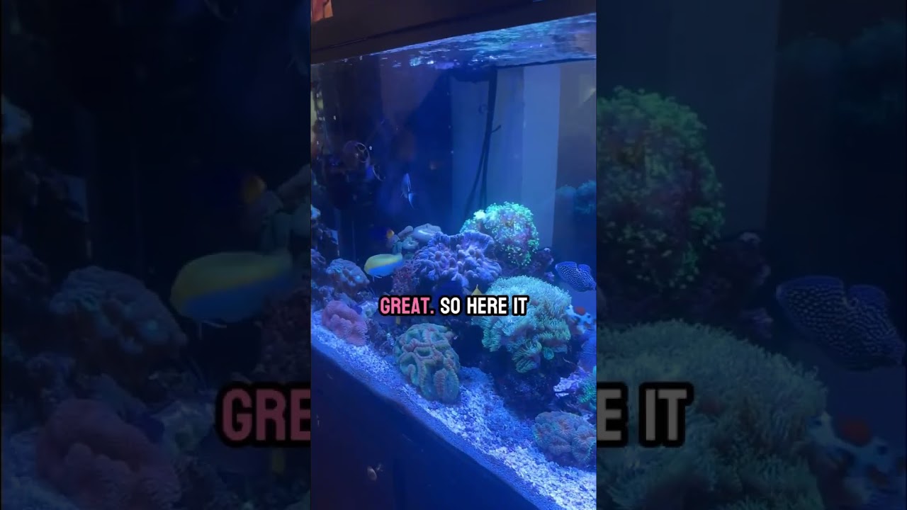 My 20 year old Reef Tank!