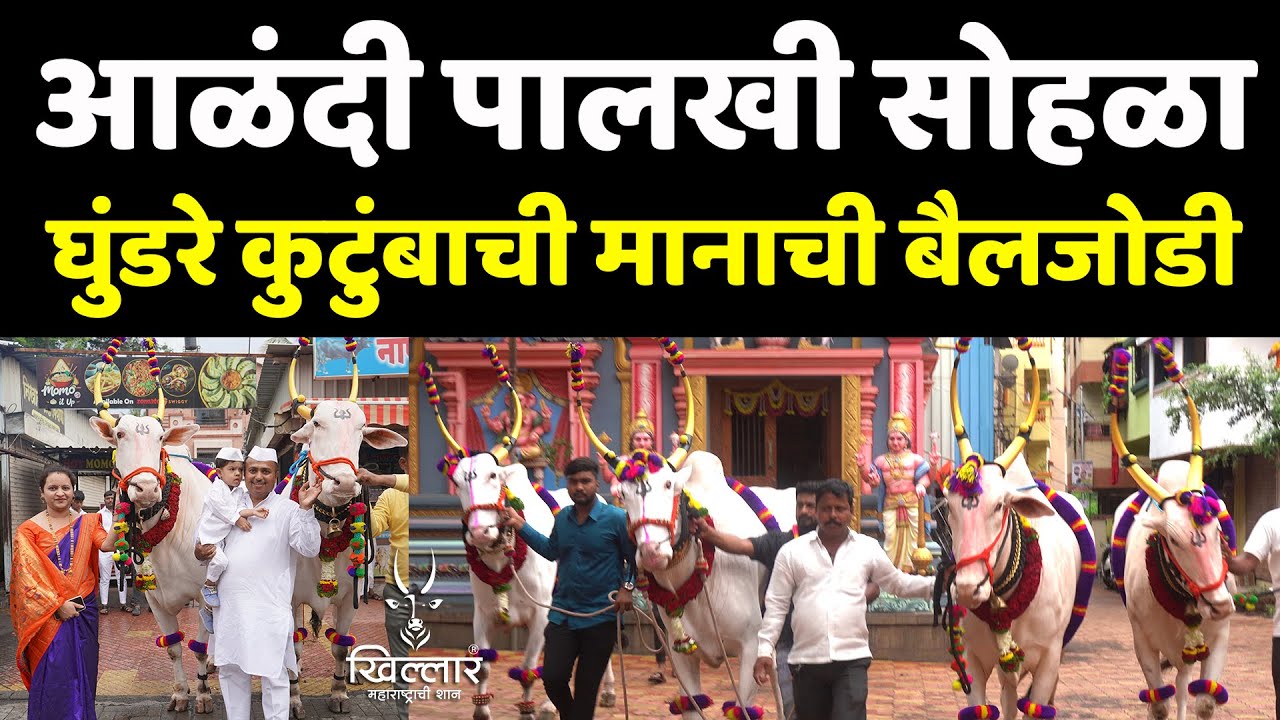 आळंदी पालखी सोहळ्याची मानाची घुंडरे कुटुंबाची खिल्लार बैलजोडी | Khillar Maharashtrachi Shaan 2025