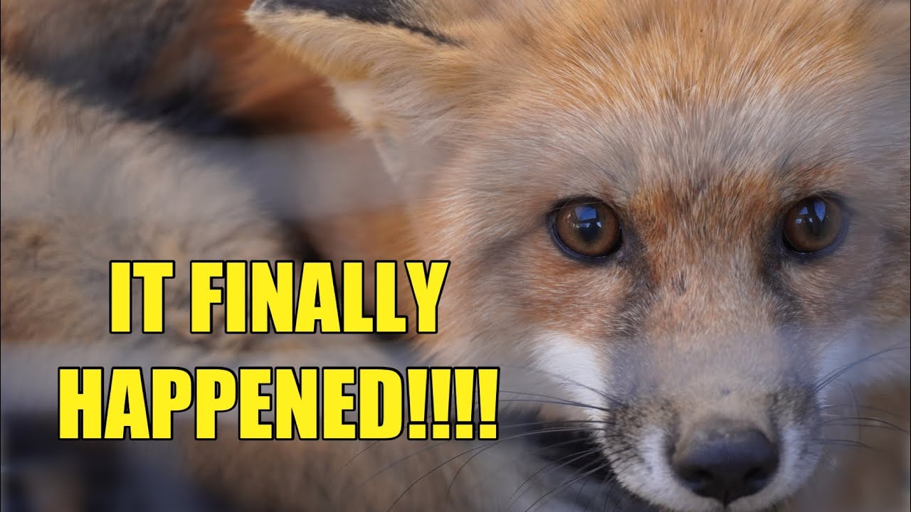 HOW TO TRAP A SMART RED FOX!!!