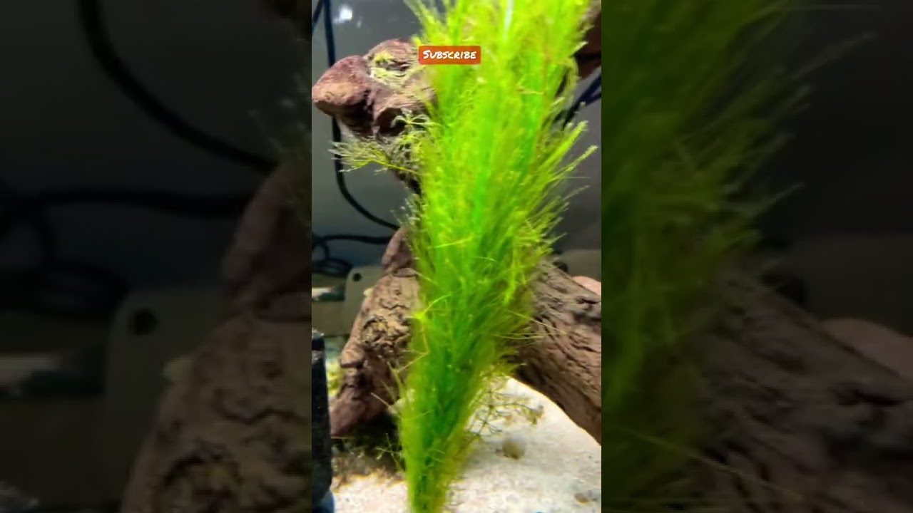 Blood fin Tetra school in my Snail tank
