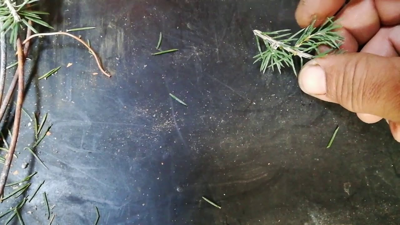 EL CEDRO, primer diseño de un árbol muy joven