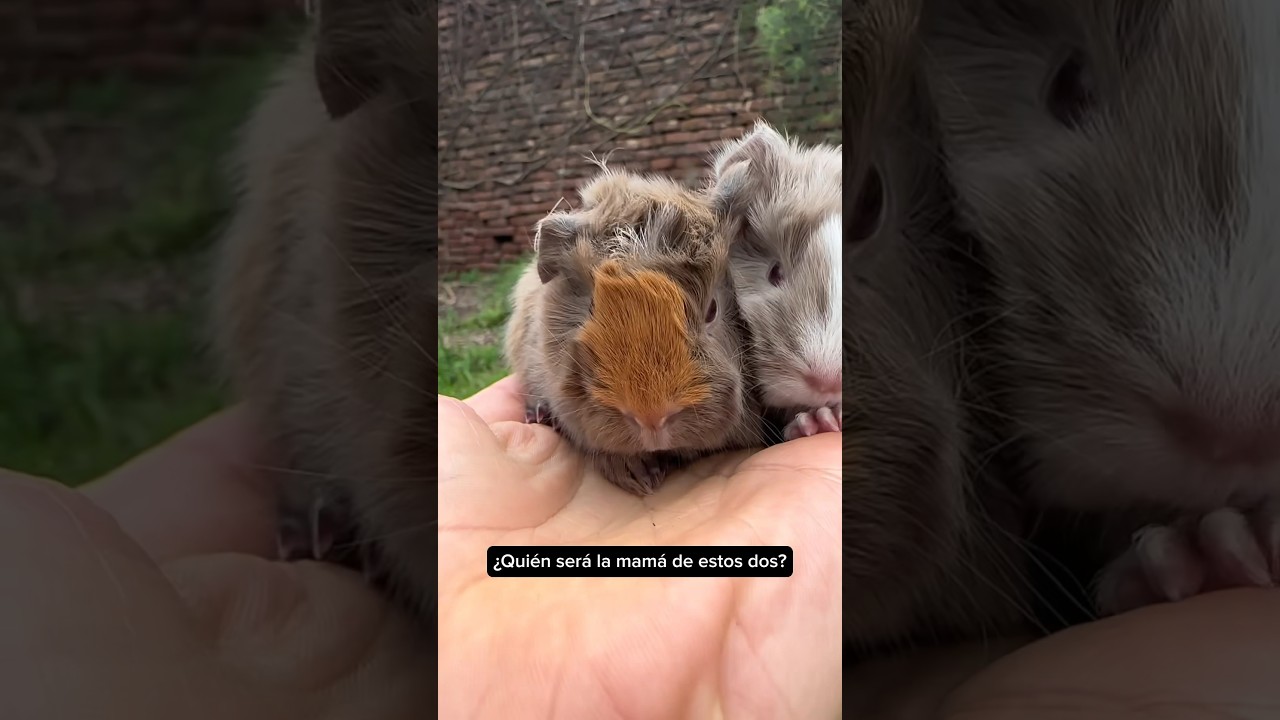 &iquest;Qui&eacute;n ser&aacute; la mam&aacute; de estos dos? 🤔🐹🐹