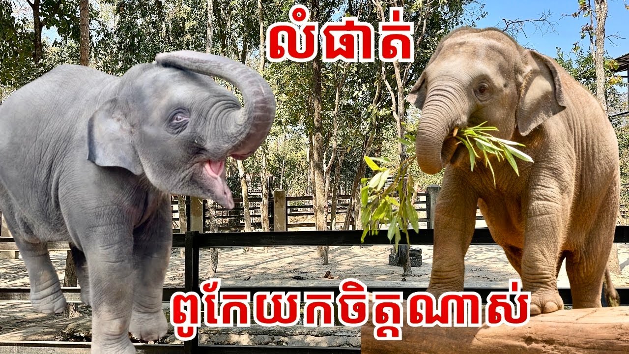 Adorable Baby Elephants Lumphat & Chanam Growing More Playful Every Day